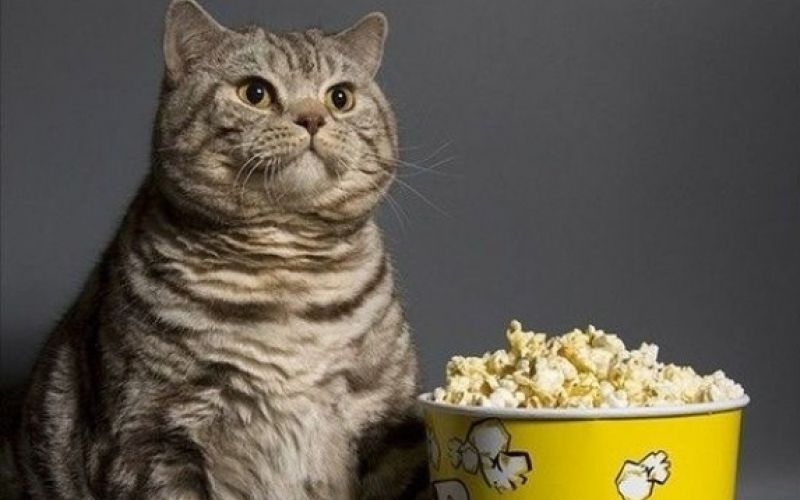 muca kino popcorn kokice pokovka maček film