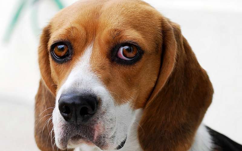 pes, beagle.jpg