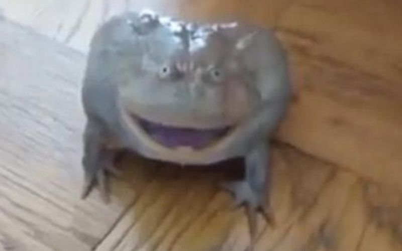 žaba.jpg