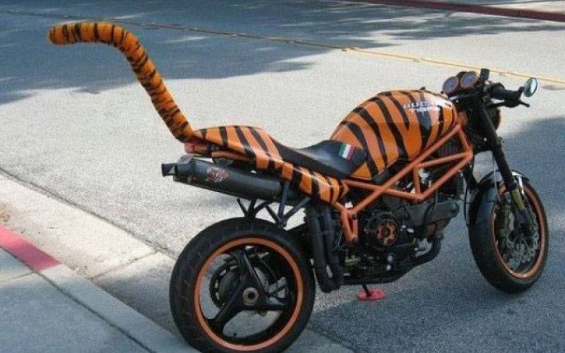 Očitno mu je všeč tiger.jpg