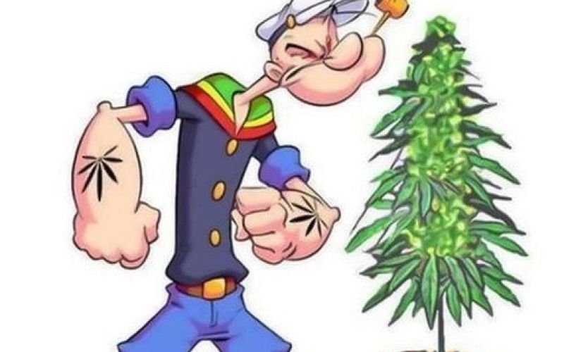 popaj marihuana kanabis