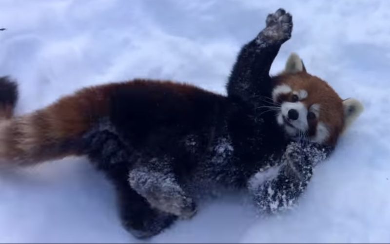 rdeča panda živalski vrt sneg.jpg