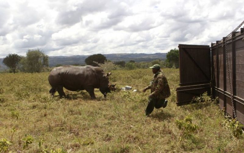 nosorog afrika