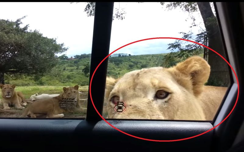 lev afrika park.jpg