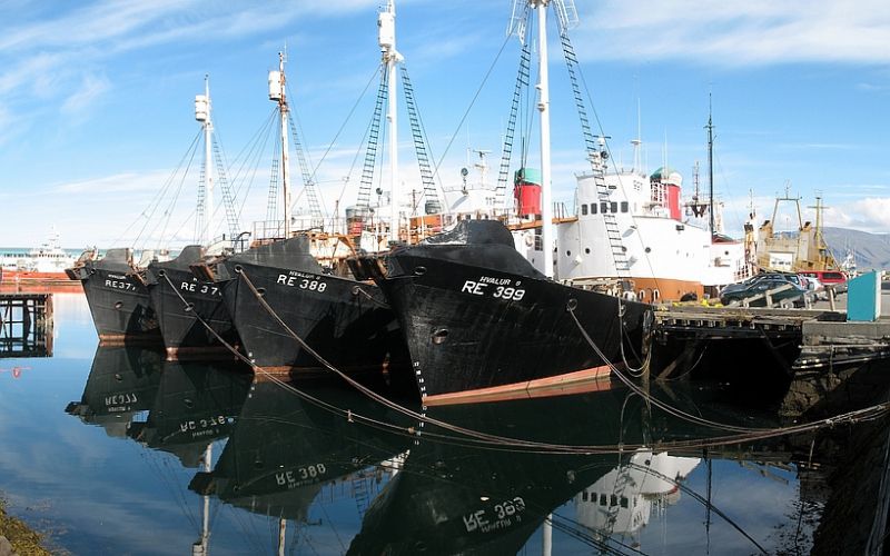islandija, ribištvo.jpg