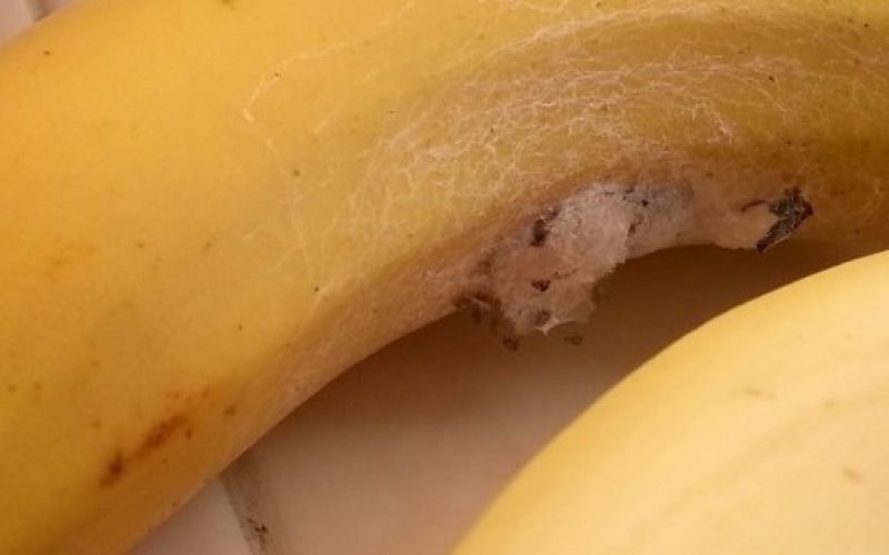 Pajek, banana