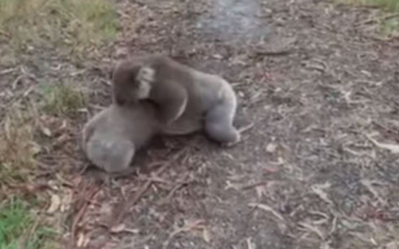koala koali pretep ravs.JPG