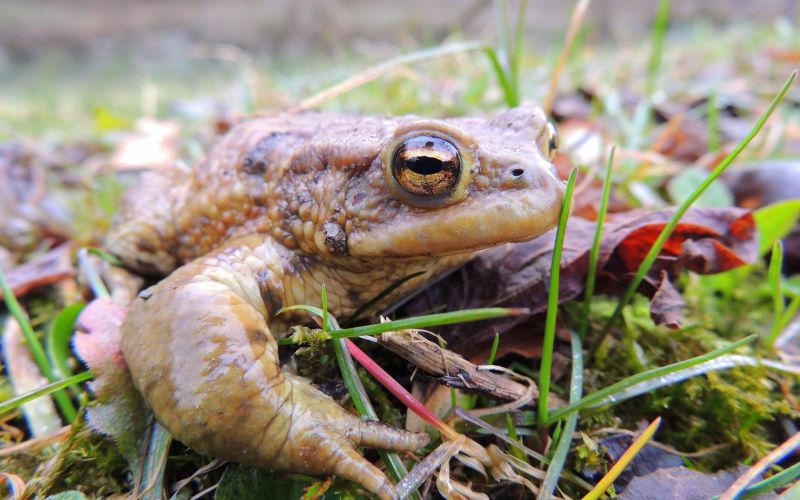 bufo_bufo_ribnik_treb__e.jpg