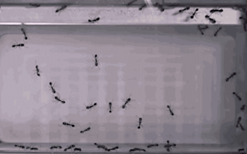 mravlje v vesolju.gif