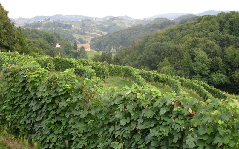 mali okic haloze vinograd slovenija.jpg