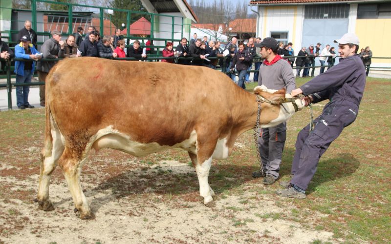 Dražba telic v Gornji Radgoni.JPG