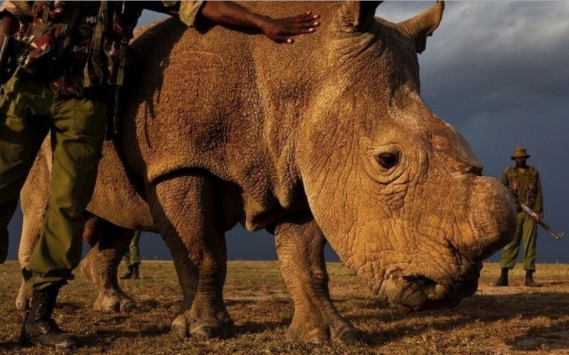 Sudan, severni beli nosorog.jpg