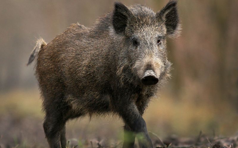 sus-scrofa.jpg