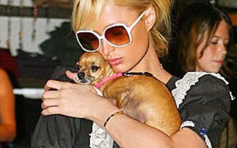 Paris Hilton, Tinkerbell.JPG