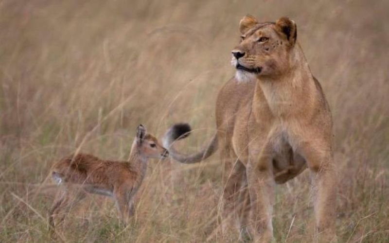 lev levinja antilopa afrika