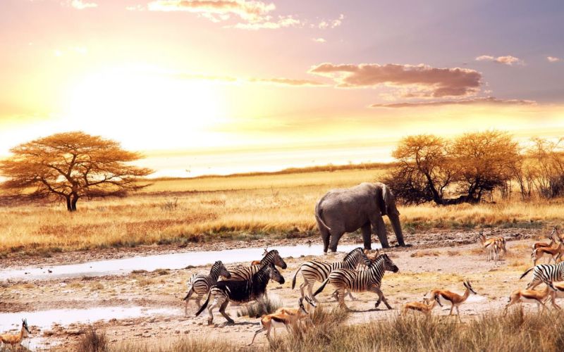 Afrika, savana, slon, zebre, antilope.JPG