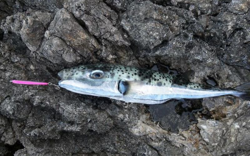 Lagocephalus sceleratus, riba napihovalka.jpg