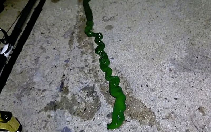 nitkar, zeleni črv.jpg