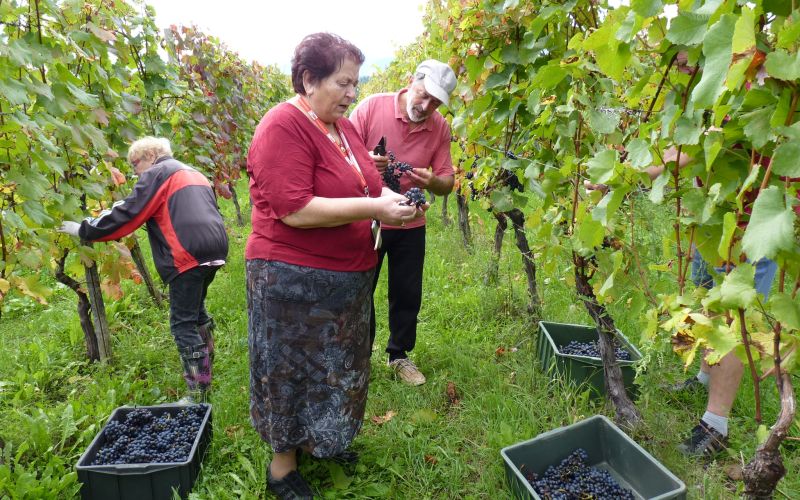 vinograd