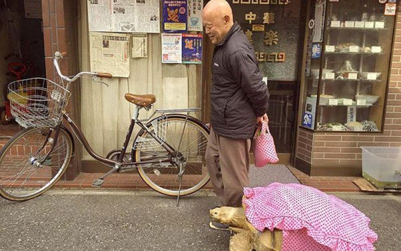 Mitani Hisao, želva.jpg