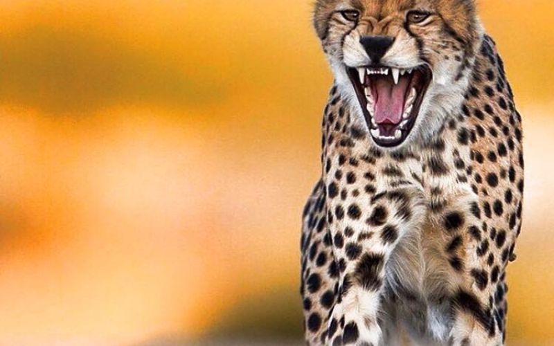 gepard.jpg