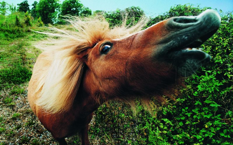 poni.jpg