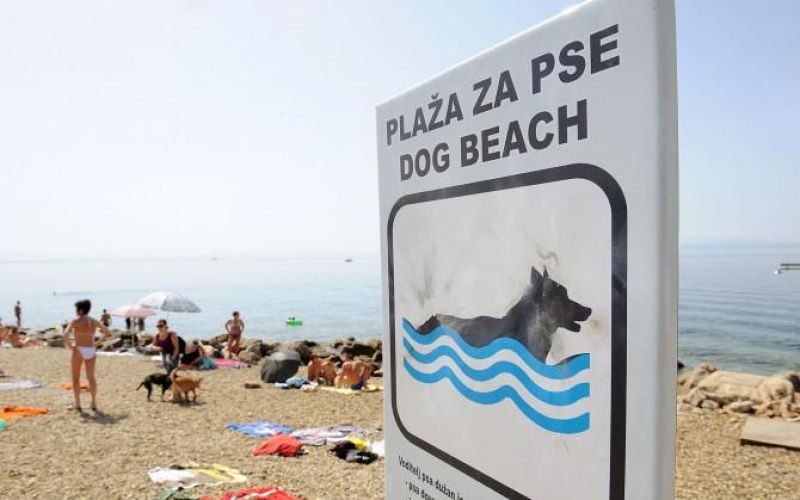 pes morje plaža