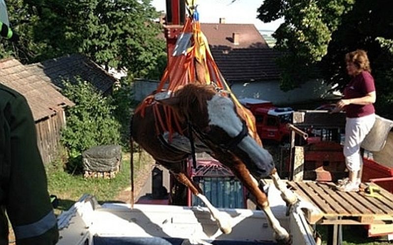 kobila netti.jpg
