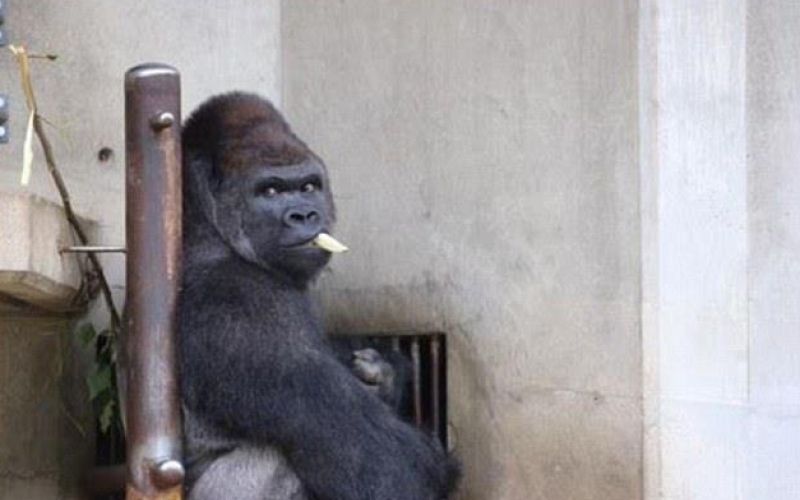 Shabani, gorila 2.jpg