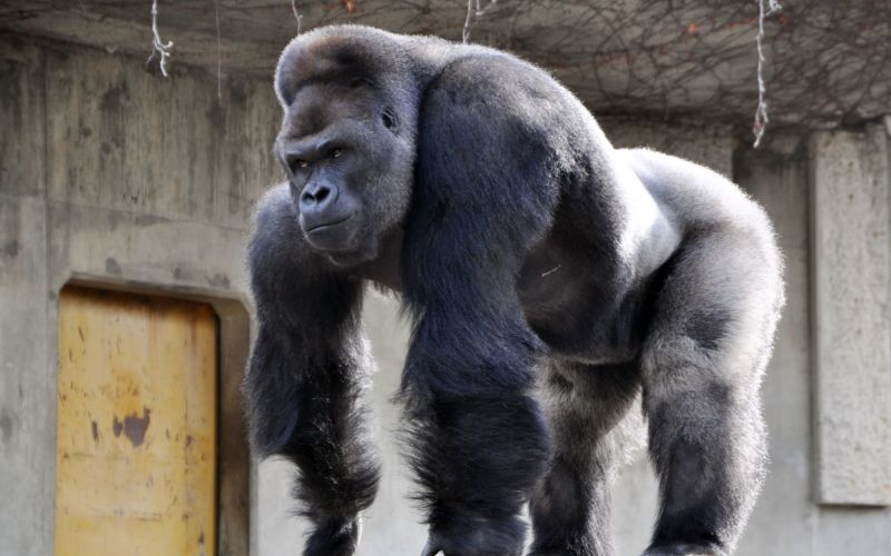 Gorila, Shabani.jpg