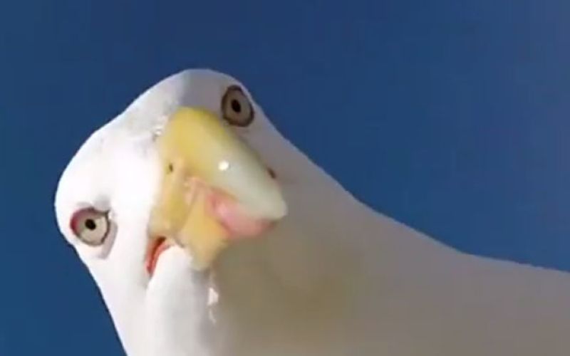 galeb