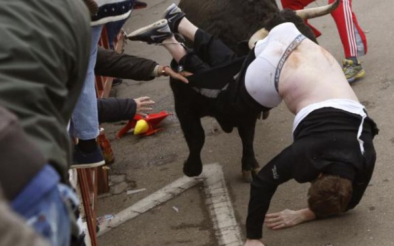 bull3_Cropped.jpg