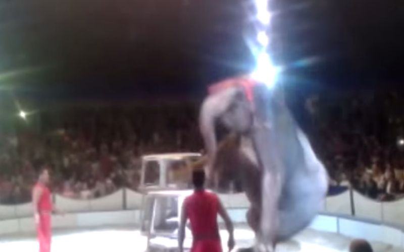 cirkus slon padec.jpg