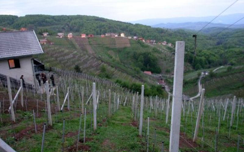Zidanica in vinograd