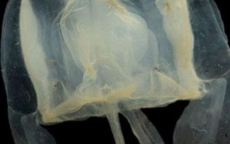 meduza, Chiropsella Saxoni.jpg