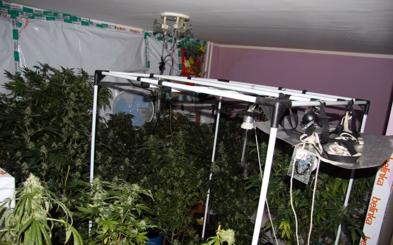 konoplja, laboratorij, marihuana