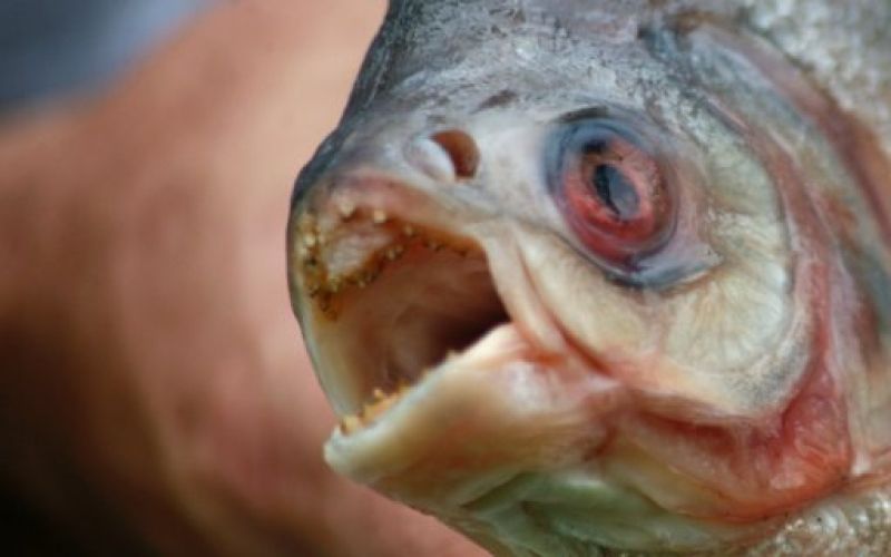 riba piranja piranha neckar