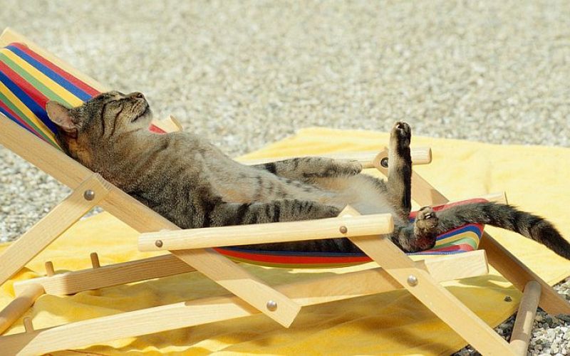 Uživa na plaži.jpg