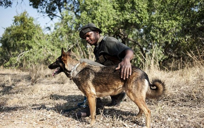 Ubijalec, belgijski ovčar, malinois.jpg