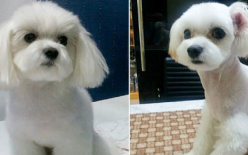 dogs-558x279.png