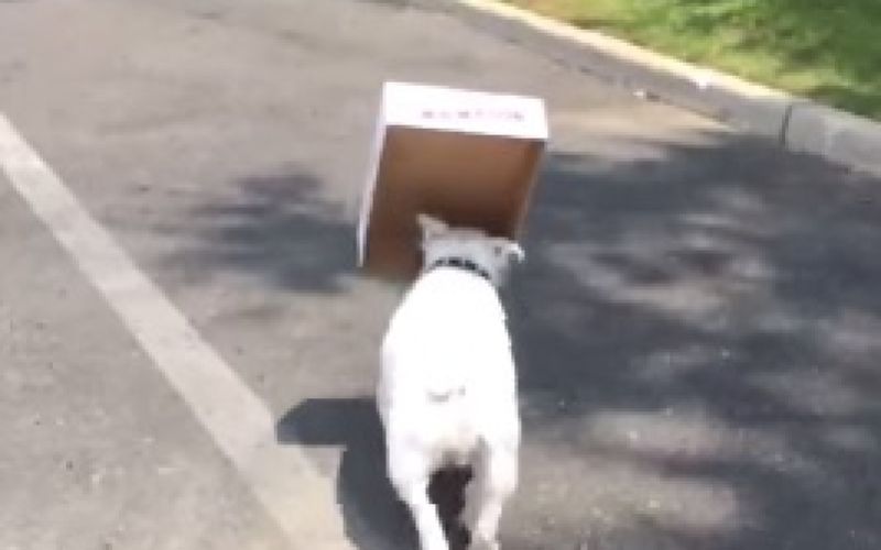 Diesel - buldog s škatlo.jpg