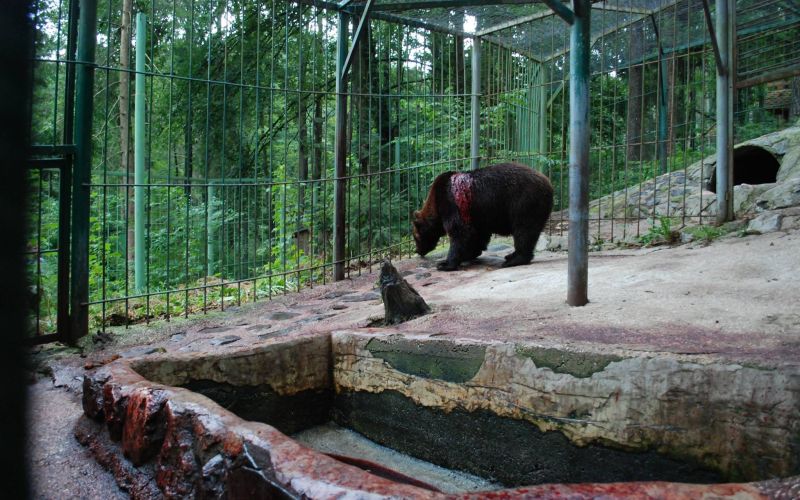medved, zoo park rožman.jpg