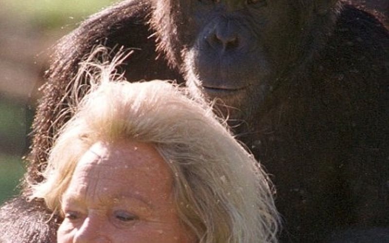 šimpanz opica zoo (4).jpg