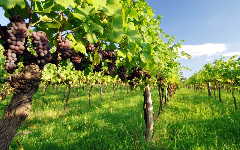 Visoka pričakovanja vinogradnikov 1
