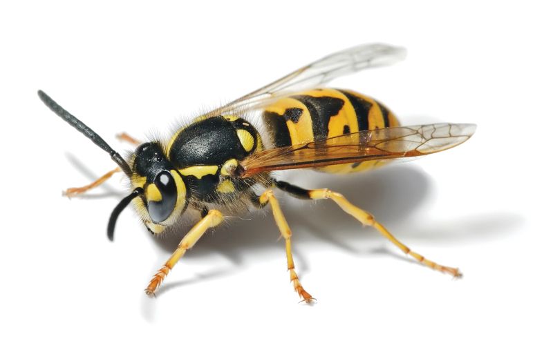 European_Wasp_-_Full_Body_Picture.jpg