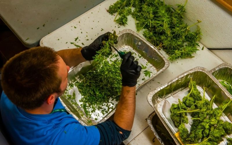 Sintetična marihuana.jpg