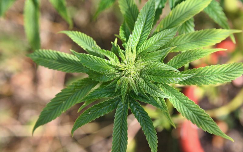 Marihuana