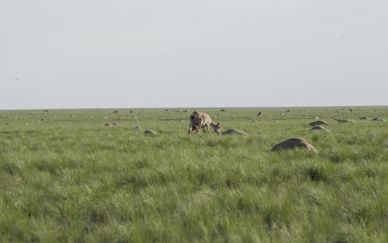 Sajga antilopa, Kazahstan, stepa