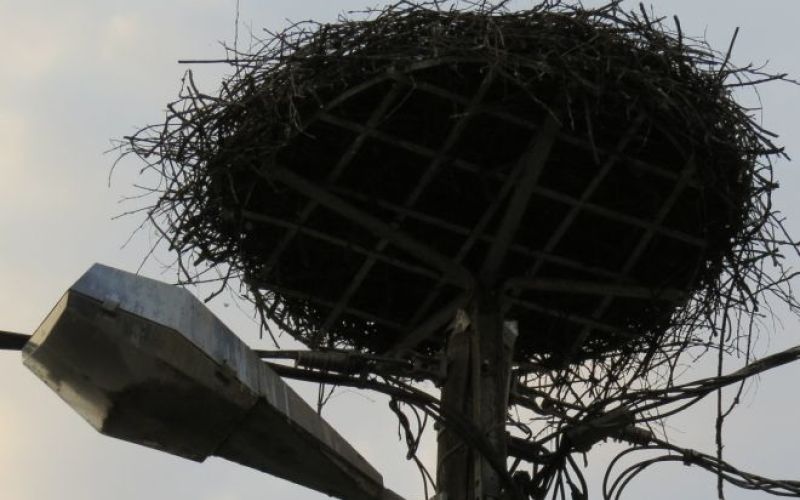 Gnezdo v Dragatušu, v katerem so letos prikukale na svet kar štiri štorkljice, je ostalo prazno.
