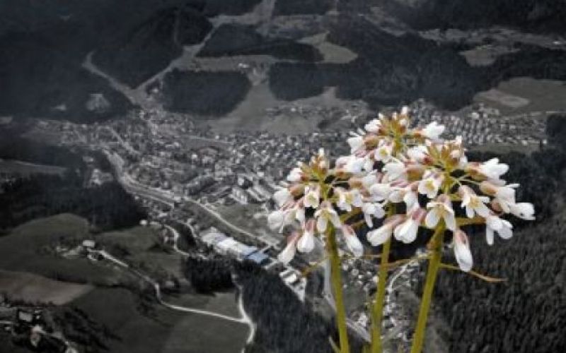 Rešiteljica Mežiške doline?